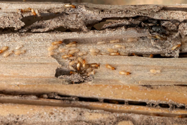 Crystal Lakes, OH Pest Control Company